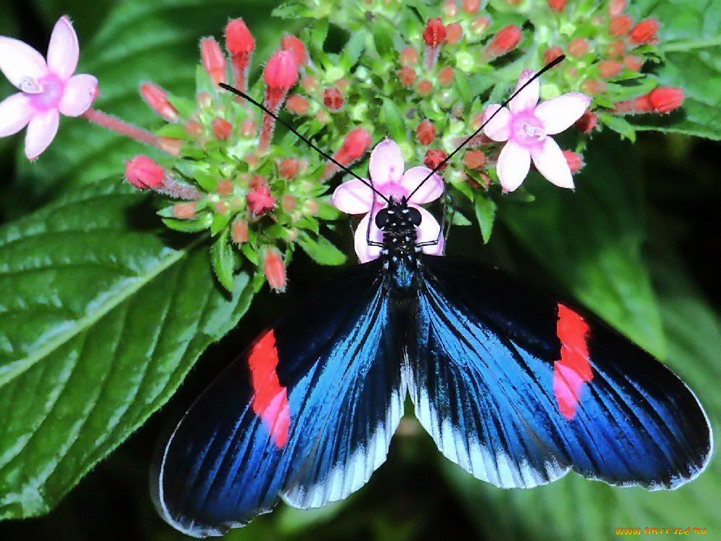 sweet, treat, for, colorful, butterfly, , 